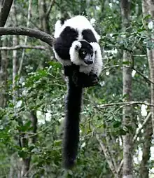 Black-and-white ruffed lemur resting on a branch