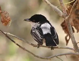 Male bird showing white back plumage