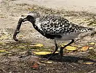 Black-bellied plover(Pluvialis squatarola)