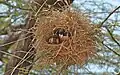 Black-capped social weavers building a nest
