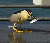 Black-crowned night heron(Nycticorax nycticorax)