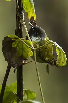 A small green bird with a black face and a medium length bill holds on to a vertical plant stem, camouflaged between its green leaves, some of which are turning brown.