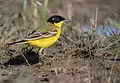 Black-headed wagtail (M. f. feldegg), Skala Kallonis, Lesvos, Greece