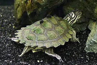 Black-knobbed map turtle (Graptemys nigrinoda), adult in an aquarium display