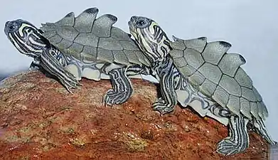 Black-knobbed map turtle (Graptemys nigrinoda), two hatchlings