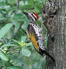 The stiffened tails of woodpeckers are used as a prop.
