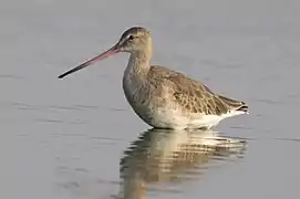 Black-tailed godwit