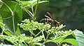 Black-tailed hornet in Japan