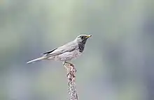 Photo of a small grey thrush bird with black throat feathers