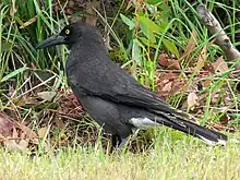 A blackish bird foraging in long grass.