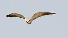 Black-winged kite in Ghana