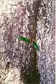 Black booyong bark and epiphytic elk horn fern