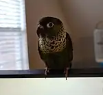 Black capped parakeet perched on top of computer monitor