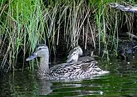 American black duck at Lake Sebago