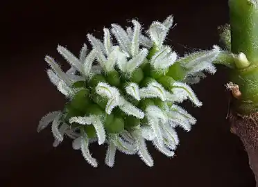 Female flowers of Morus nigra