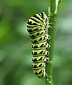 Late-instar caterpillar (without spikes) soon ready to pupate