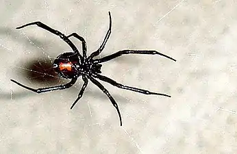 Female with typical red hourglass on abdomen