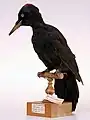 Black woodpecker