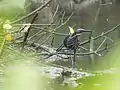 In its natural habitat from wetlands of Ernakuam, Kerala, India