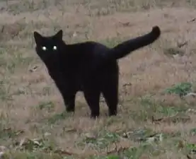Black cats have been accused for centuries of being the familiar spirits of witches or of bringing bad luck.