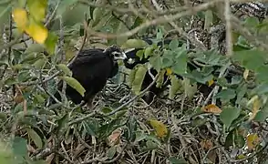 Black eagle nest