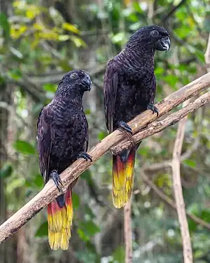 Black lories