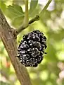 Morus nigra (black mulberry)