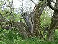 An old black mulberry tree in spring