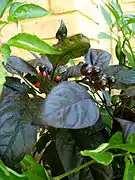The Black Pearl cultivar