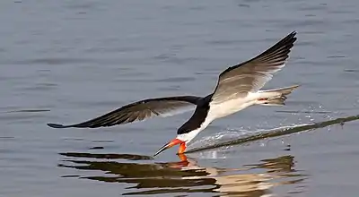 Black skimmer (Rynchops niger) in flight