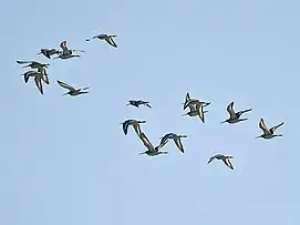 Black-tailed godwit, Limosa limosa