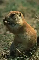 Black tailed prairie dog eating