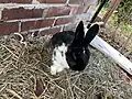 An elderly black and white domesticated rabbit of unknown breed