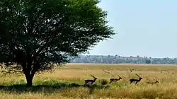 Blackbucks at Tal Chhapar sanctuary