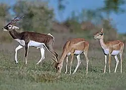 Bluebuck male & female deer