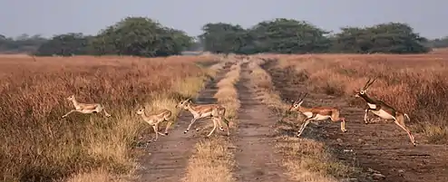 Blackbuck antelopes crossing a dirt road