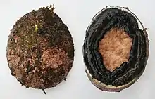 Dorsal (left) and ventral (right) views of the blacklip abalone, Haliotis rubra