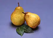 Blake's Pride pear (Image courtesy of USDA, ARS)