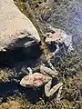 Two Blanchard's cricket frogs, both with prominent red stripes