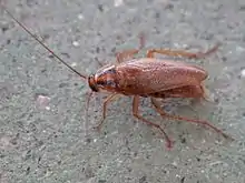 Complete view of a German cockroach