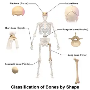 Classification of bones by shape.