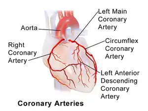 Illustration of coronary arteries