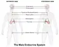 Male endocrine system
