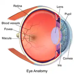 Illustration showing main structures of the eye including the fovea