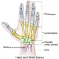 Illustration of hand and wrist bones