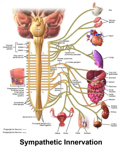 Autonomic Nervous System