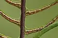 A fertile leaf with sori