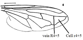 Blera wing veins