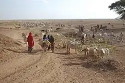 Inhabitants of Danan herding cattle