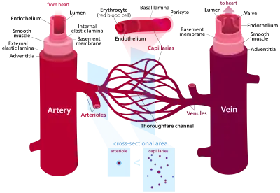 Diagram of blood vessel structures